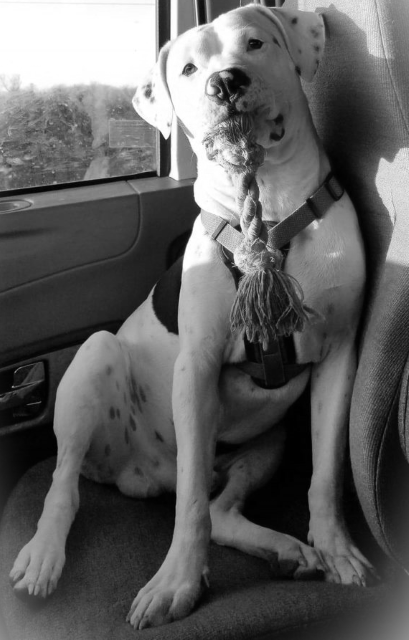 Gifts and Gift Cards - EMF Protection - What a great gift for the animal lover and furry friend in your life! My boy Tank, an American Bulldog/Pit mix letting me know he is ready to play.