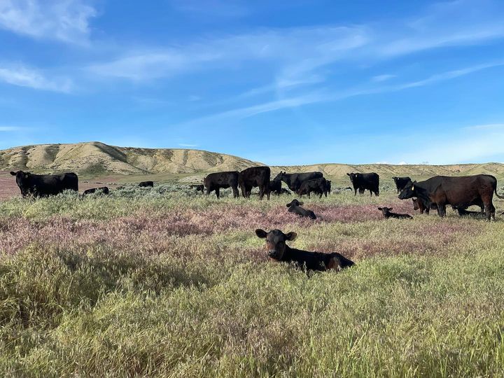 Why Regenerative Farming - CC Meats ranch in Wyoming with cows and calves.