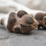 pets and their needs - paw pad and skin conditioner to help keep your pets feet healthy.