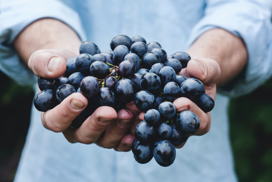 Truth About Wine Additives and Preservatives - Grapes right off the vine being cradled in a pair of hands. How natural is your wines?