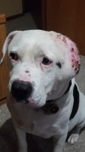 Products that Help Our Pets - Tank wearing his EMF pendant to his vet visit after his ear amputation from large mass cell tumors.